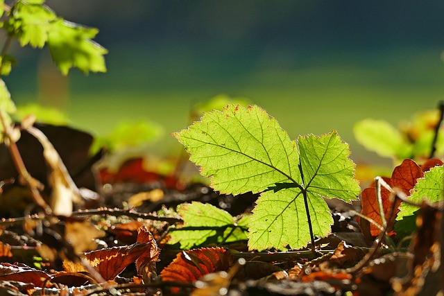 Free Leaves Foliage photo and picture