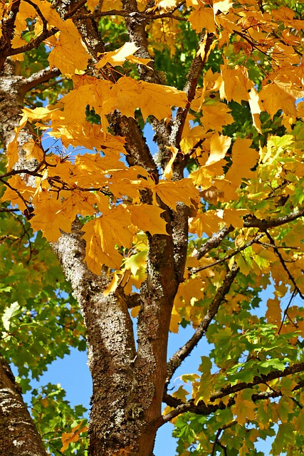 Free Autumn Leaves photo and picture
