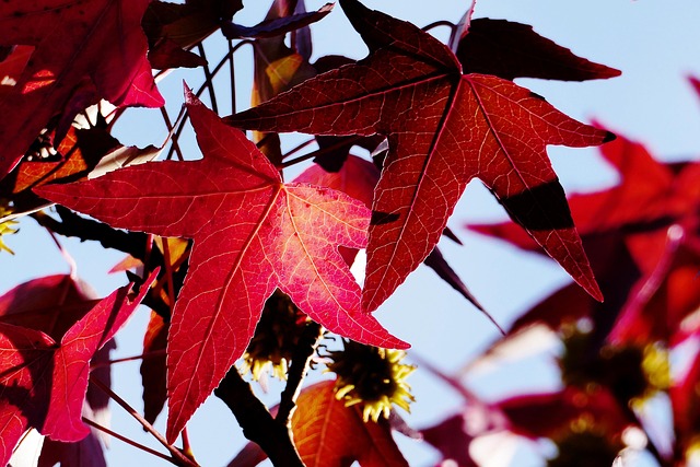 Free Maple Autumn photo and picture