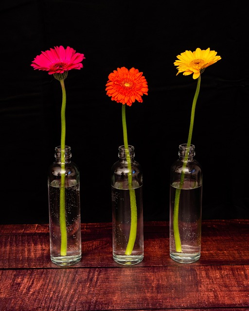 Free Transvaal Daisies Flowers photo and picture