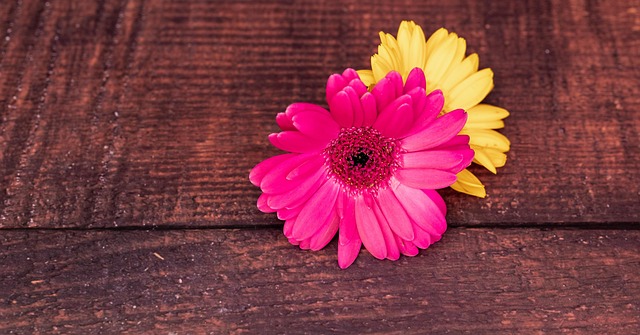 Free Transvaal Daisies Flowers photo and picture