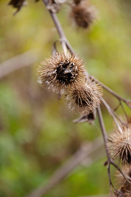 Free Burdock Thorns photo and picture