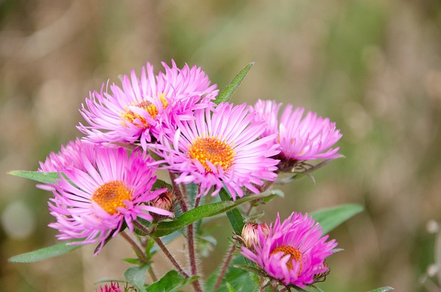 Free Flowers Flower Background photo and picture