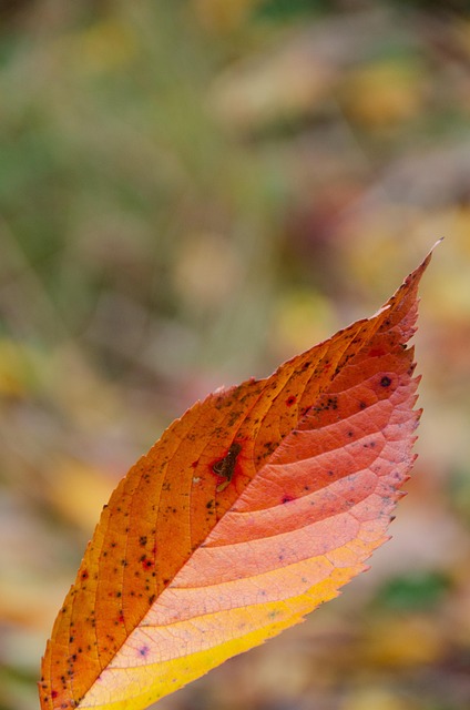 Free Leaf Autumn photo and picture