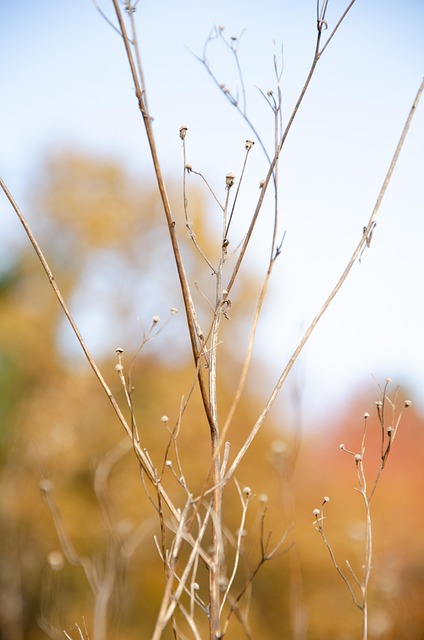 Free Nature Raceme photo and picture