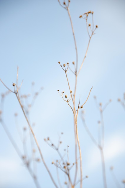 Free Nature Raceme photo and picture
