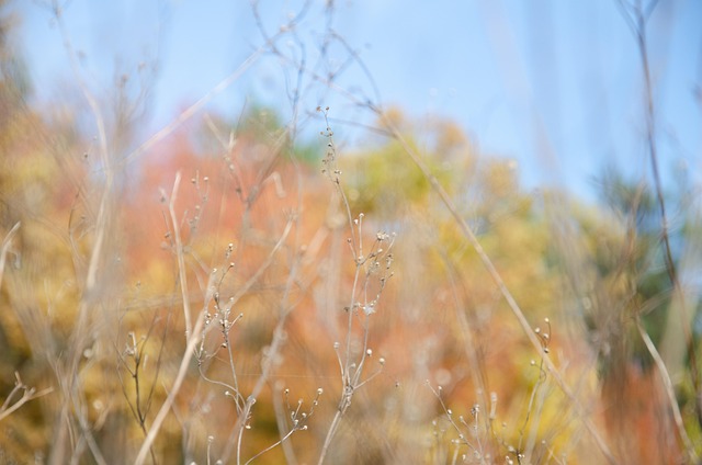 Free Nature Raceme photo and picture