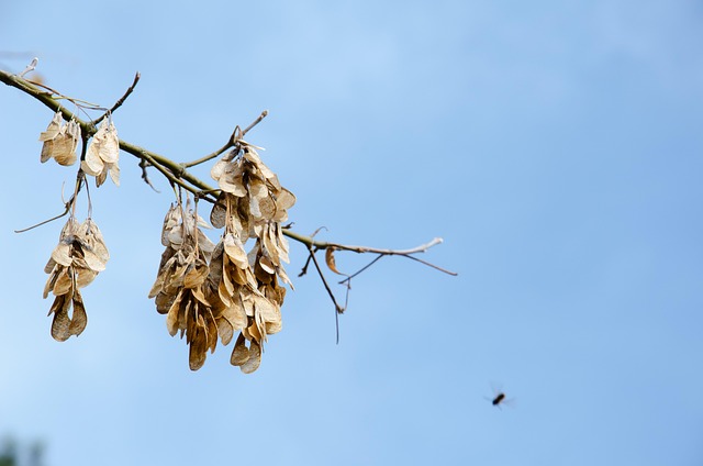 Free Nature Growth photo and picture