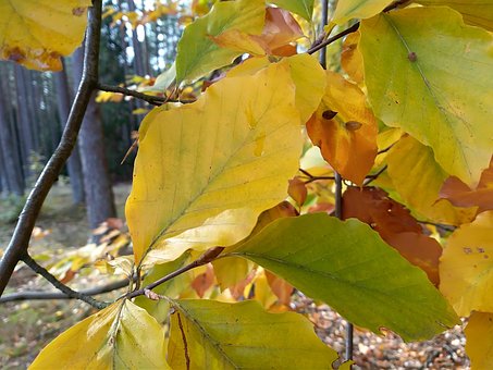 Herbst, Blatt Herbst, Blatt, Herbst Wald