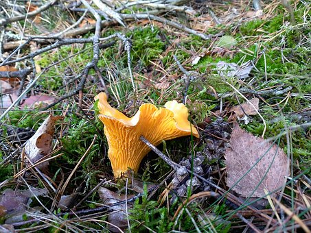 Pilz, Kran, Herbst Wald, Herbst, Natur