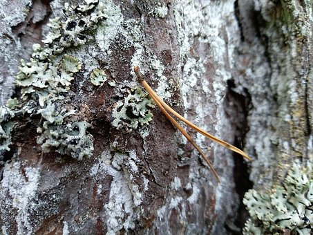 Die Rinde, Natur, Birkenrinde