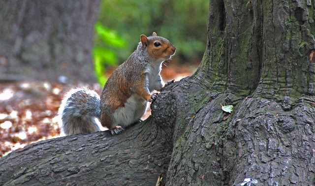 Free Animal Nature photo and picture