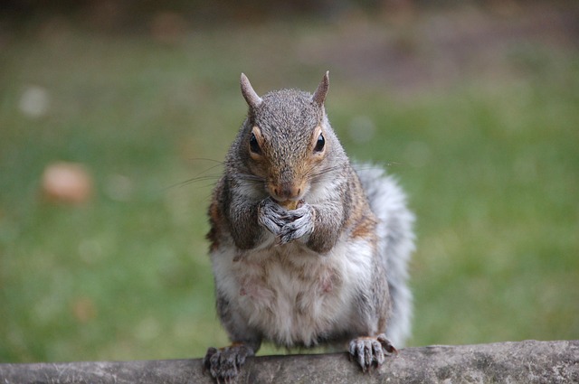 Free Animal Squirrel photo and picture