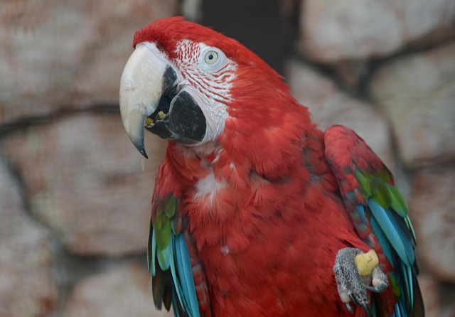 Free Bird Nature photo and picture
