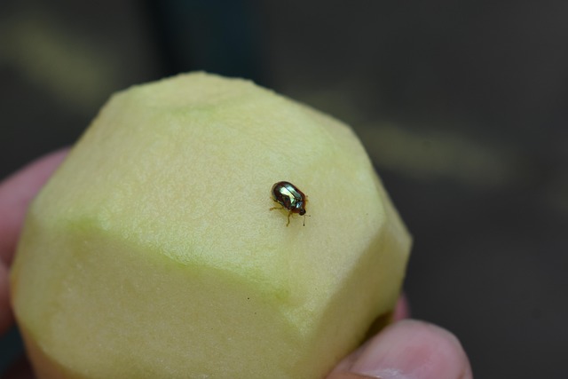 Free Insect Golden Tortoise Beetle photo and picture