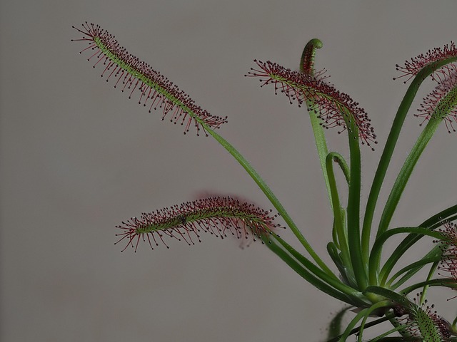 Free Sundew Cape Sundew photo and picture