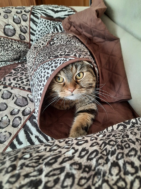 Free Cat Cute photo and picture