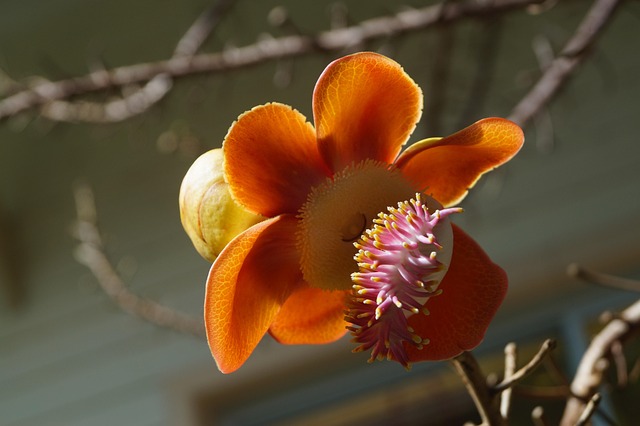 Kanonenkugelbaum, Blume, Pflanze