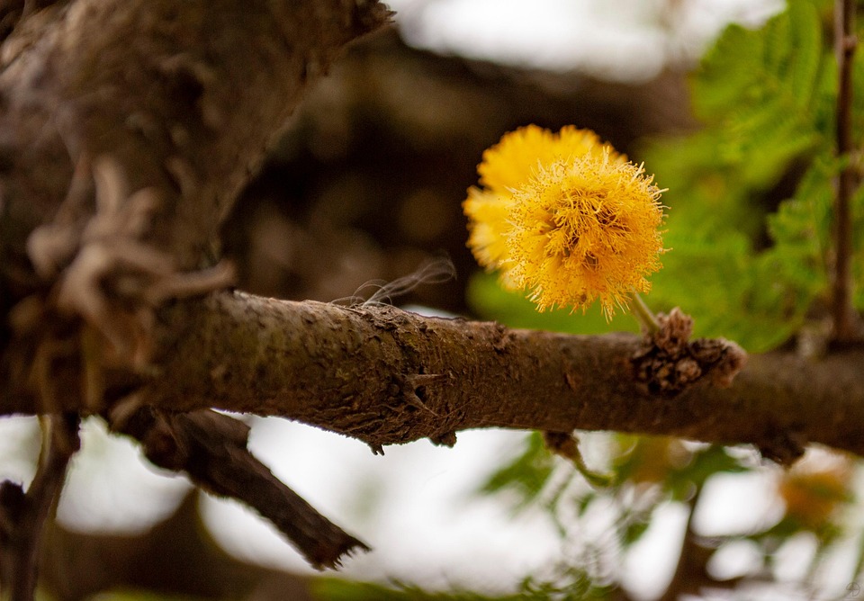 花 枝杈 树 - Pixabay上的免费照片 - Pixabay