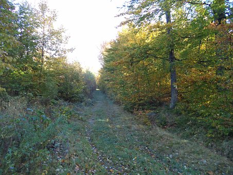 Free Forest Trees photo and picture