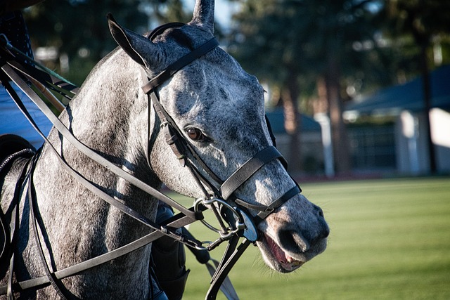 Free Animal Horse photo and picture