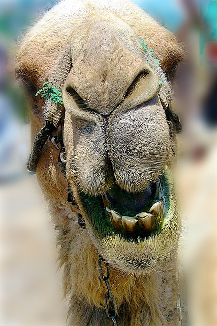 Free Camel Smiling photo and picture
