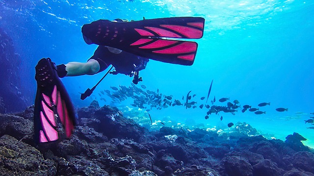 Free Scuba Fin photo and picture