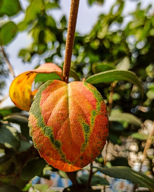 Free Leaf Branch photo and picture