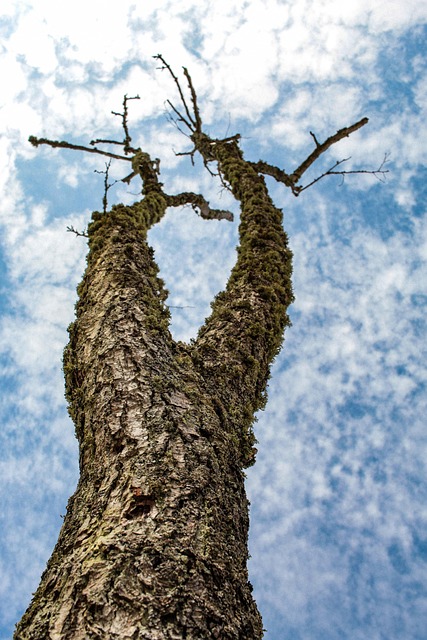 Free Tree Trunk photo and picture
