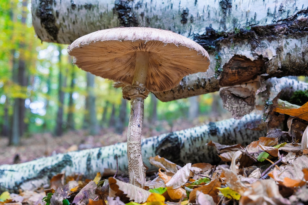 Toadstool Picture 3,000+ Free Toadstools & Nature Images - Pixabay