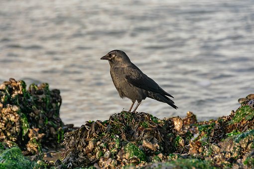 Vogel, Sitzend, Tier, Federn, Gefieder