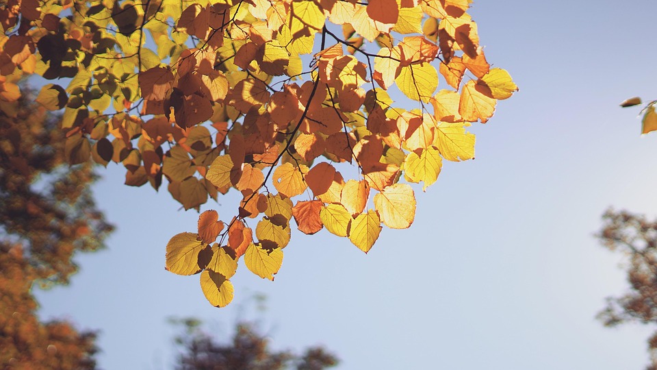 Autumn Leaves Foliage - Free photo on Pixabay - Pixabay