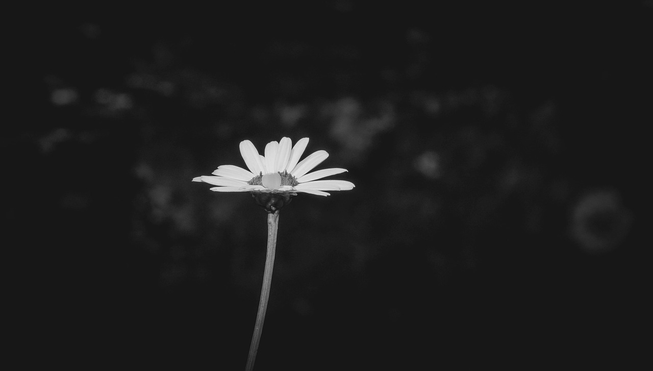 Flower Marguerite Daisy Free Photo On Pixabay Pixabay flower-marguerite-daisy-free-photo-on-pixabay-pixabay