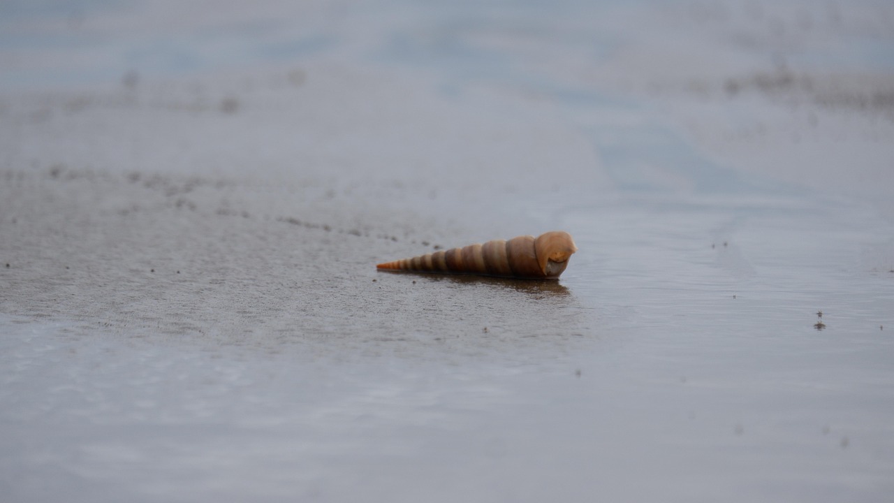 A Solitaire Shell Coquille Solitaire La - Photo gratuite sur Pixabay - Pixabay