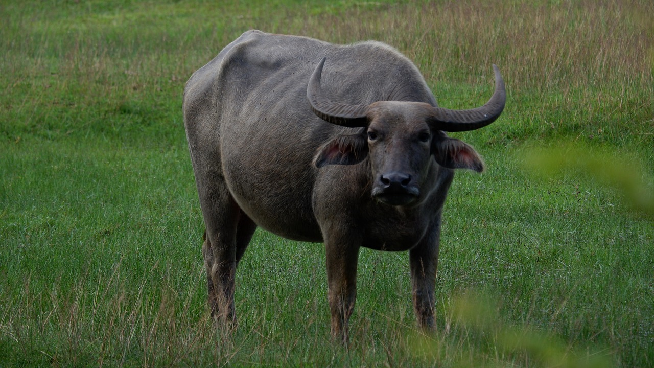 Buffalo - free online jigsaw puzzle photo