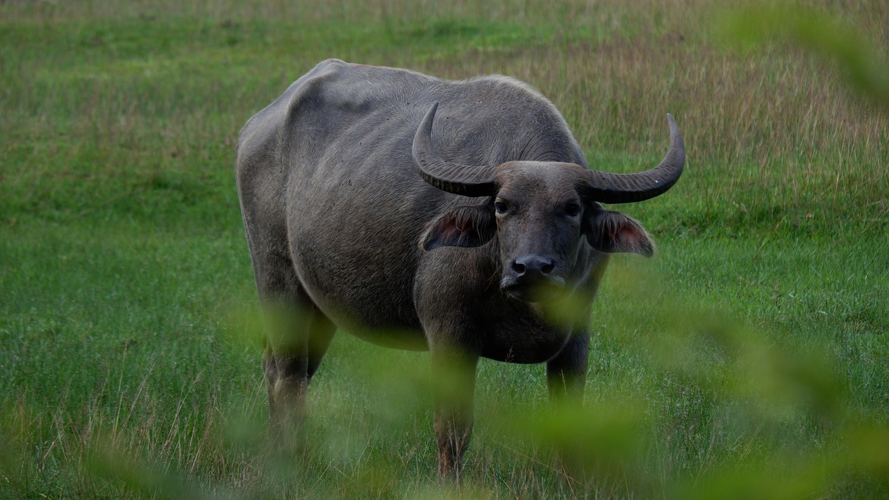 Buffalo - free online jigsaw puzzle photo
