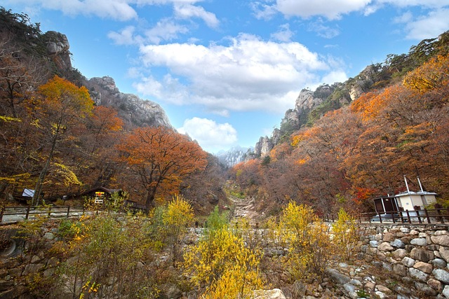 Free Park Trees photo and picture