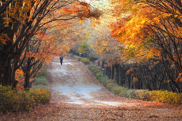 Free Pathway Road photo and picture