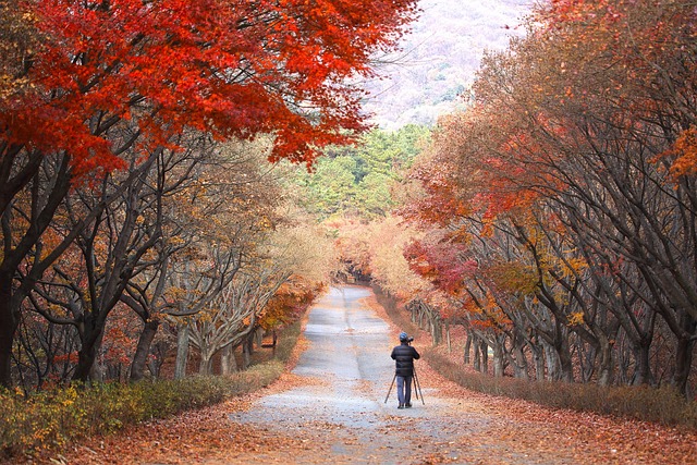 Free Pathway Road photo and picture