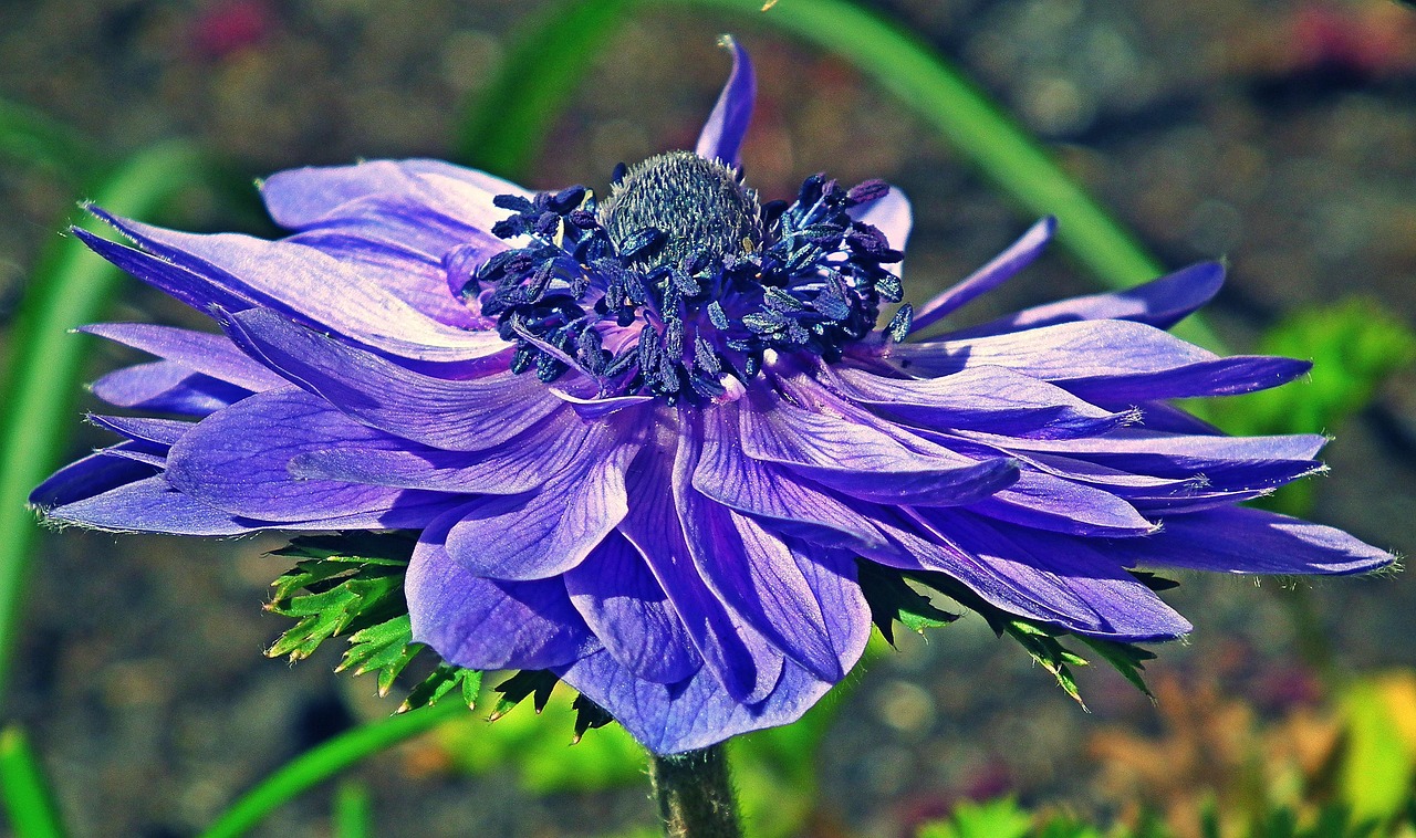 Flower Violet Petals Free photo on Pixabay Pixabay