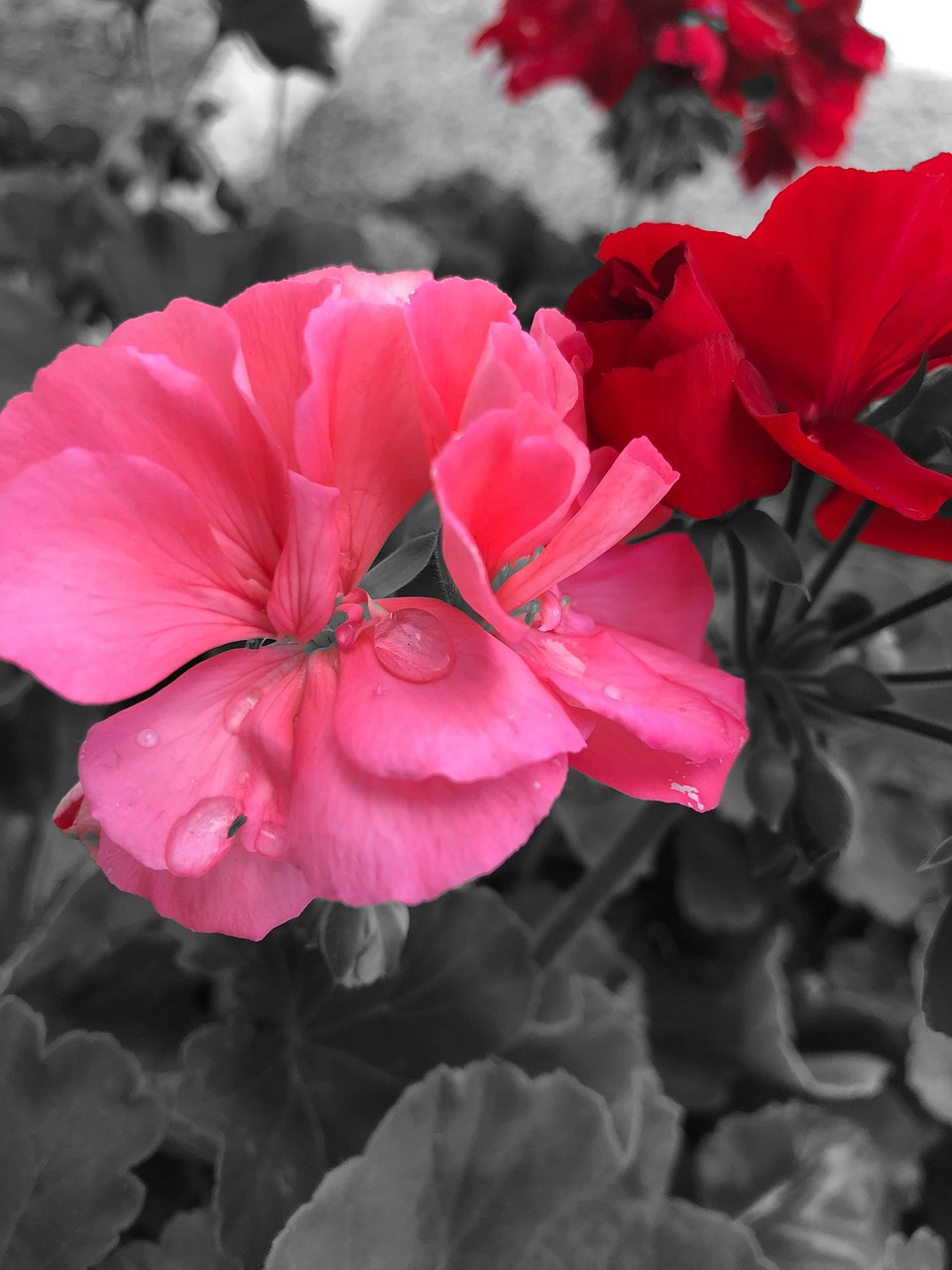 Rose Rouge Fleurs - Photo gratuite sur Pixabay - Pixabay