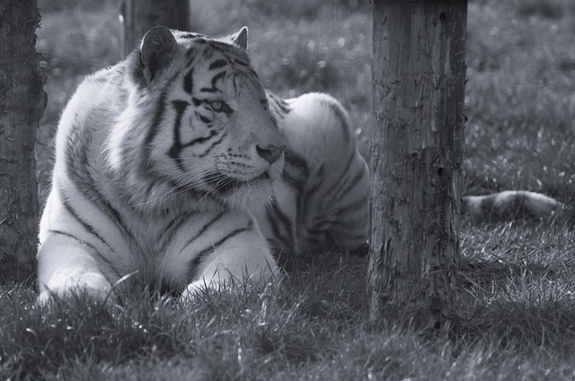 Tigre Blanco - Foto gratis en Pixabay