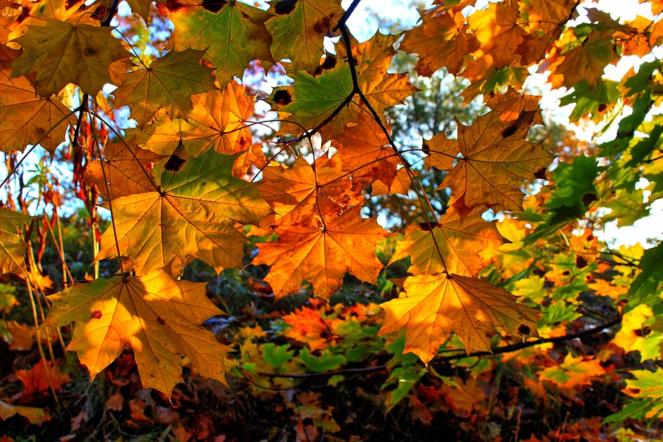 Autumn Leaves Foliage - Free photo on Pixabay - Pixabay