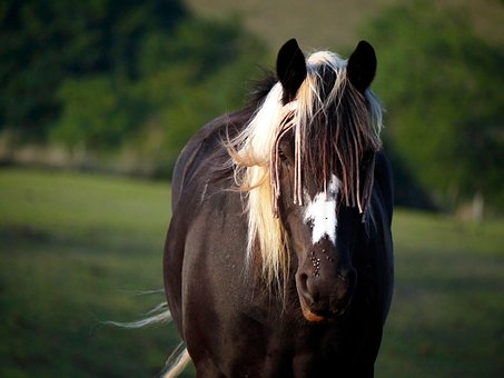Free Horse Farm photo and picture