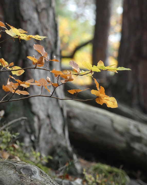 自然 树叶 枝杈 - Pixabay上的免费照片 - Pixabay