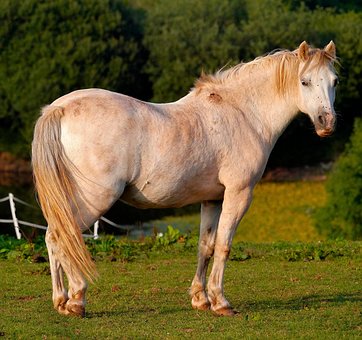 Free Horse Animal photo and picture