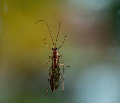 Ichneumon Wasp, Hveps, Insekt