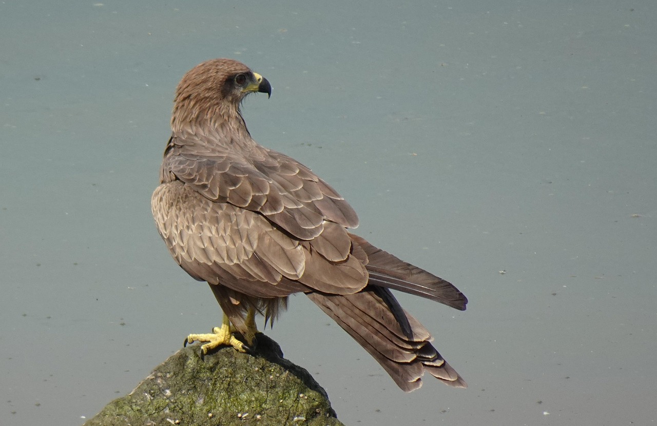 Kite Bird Perched Free photo on Pixabay Pixabay
