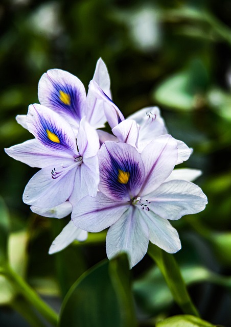 Free Flowers Hyacinth photo and picture