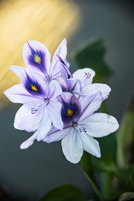 Free Flowers Hyacinth photo and picture